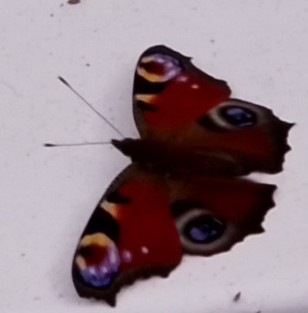 Peacock Butterfly in My Garden